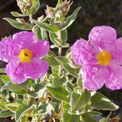 Rockrose, grey leaved